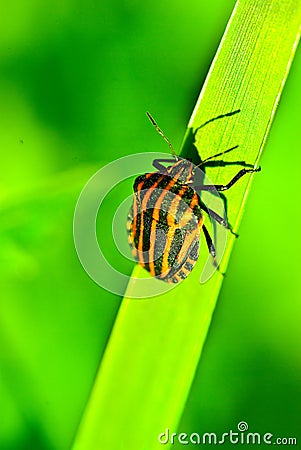 Bedbug on leaf Stock Photo