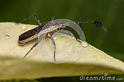 Bedbug on leaf with water drops close up - Macro little bug vertical photo Stock Photo