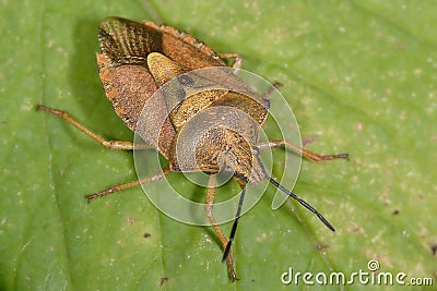 Bedbug Stock Photo