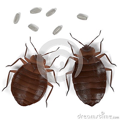 Bedbug set Stock Photo