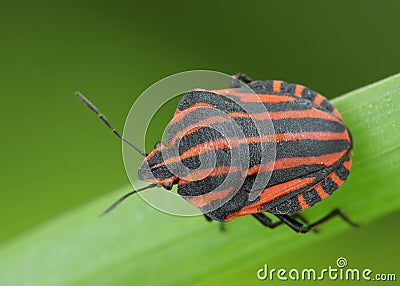 Bedbug Stock Photo