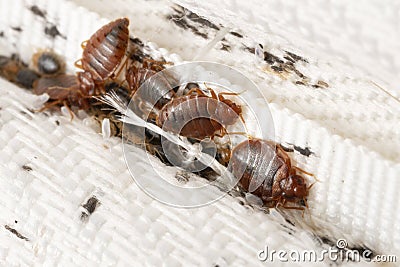 Bedbugs colony on the matress cloth macro Stock Photo