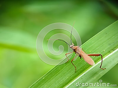 bedbugs on plants Stock Photo