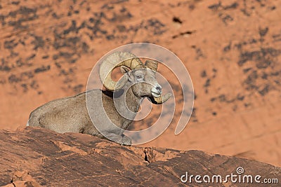 Bedded Desert Bighorn Sheep Ram Stock Photo