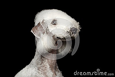 Bedlington terrier dog isolated on black Stock Photo