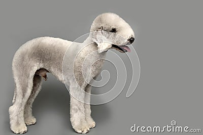 Bedlington Terrier dog Stock Photo