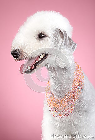 Bedlington terrier on pink background Stock Photo