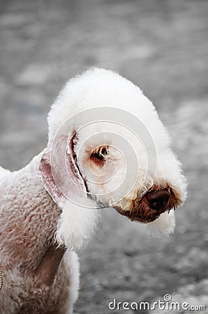Bedlington terrier portrait Stock Photo