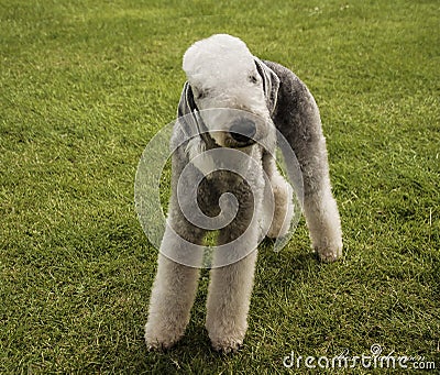 A Bedlington Terrier Stock Photo