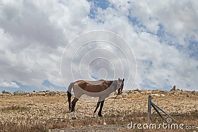 Bedouin Arabian Horse Tethered in the Negev Desert Stock Photo