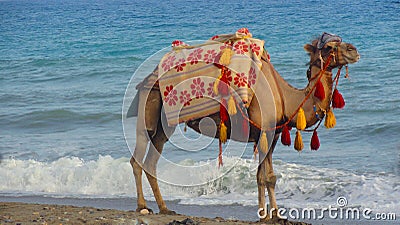 Stunning view of a camel grazing on a hill with Sea in the background Stock Photo