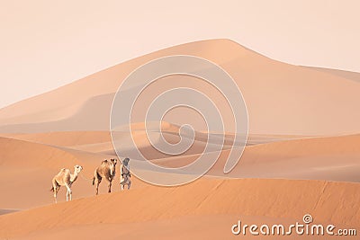 Bedouin and camel on way through sandy desert Nomad leads a camel Caravan in the Sahara during a sand storm in Morocco Desert. Stock Photo