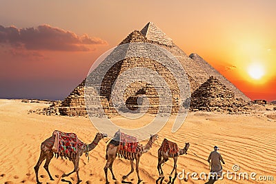 Bedouin with camels in the sunset desert in front of the famous Pyramids of Giza Stock Photo