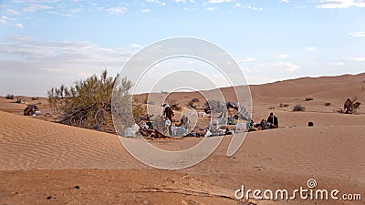 Bedouin camp in the Sahara Desert Editorial Stock Photo
