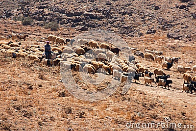 Bedouin shepherd and sheeps in the mountains Editorial Stock Photo