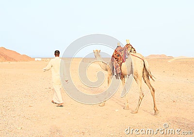 Bedouin walking with saddled camel Editorial Stock Photo