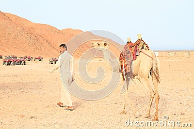 Bedouin walking with saddled camel Editorial Stock Photo