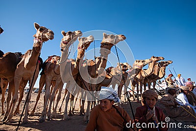 Bedouins camels Editorial Stock Photo