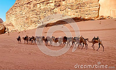 Camels in a desert Stock Photo