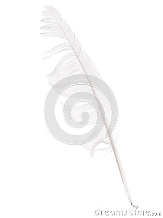 Bedraggled white feather studio isolated over white - cowardice Stock Photo