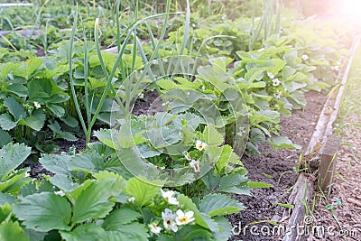 Beds of growing onions and strawberries in farm, gardening and farming concept. Stock Photo