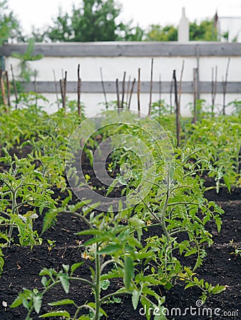 Beds with tomato plants. Growing tomato seedlings on flat rows of land. Growing vegetables. Stock Photo