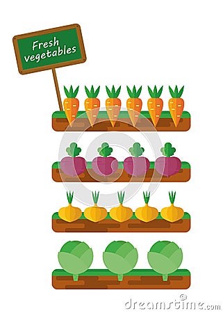 Beds with vegetables Vector Illustration
