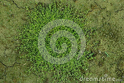 Bedstraw or Galium murale is a wild flowering plant Stock Photo