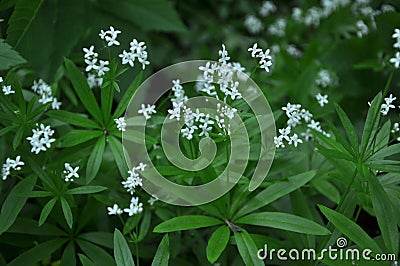 Bedstraw Galium odoratum blooms in spring Stock Photo