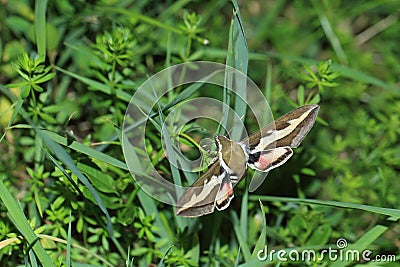 Bedstraw hawk-moth Stock Photo