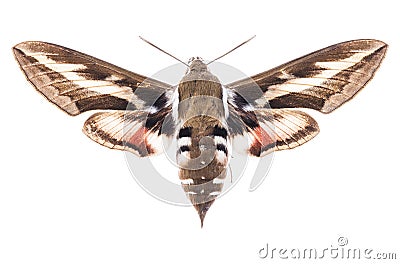 Bedstraw hawk-moth isolated on white Stock Photo