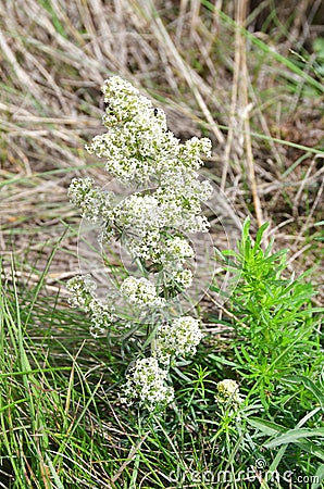 Bedstraw Latin Galium white in the bay of Akhlestyshev on Russian island. Russia, Vladivostok, Primorsky region Stock Photo