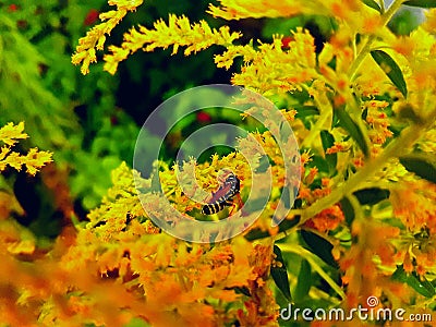 Bee Stock Photo