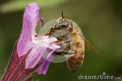 Bee Stock Photo