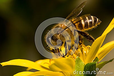 Bee Stock Photo