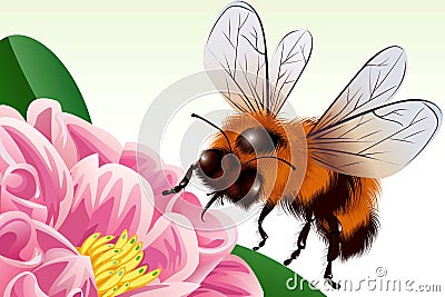 Bee Vector Illustration