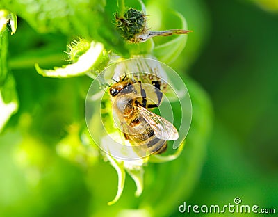 Bee Stock Photo