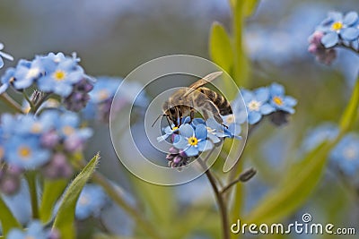 Bee harvesting pollen form a flower Stock Photo