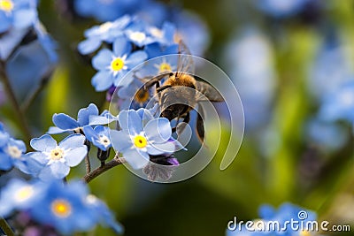 Bee harvesting pollen form a flower Stock Photo