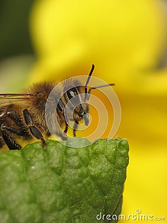 Bee Stock Photo