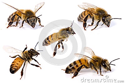 Bee Stock Photo