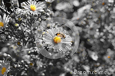 Bee on ahromatic flower Stock Photo