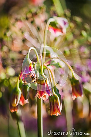 Bee on Allium Siculum Stock Photo