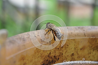 Bee Stock Photo