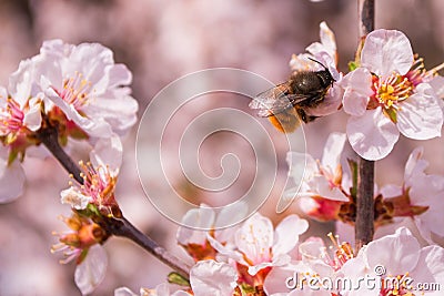 Bee Anthophila on cherry flowers Prunus tomentosa close-up. Spring blooming garden. Soft bokeh. Stock Photo