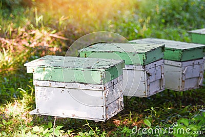 Bee apiary bee hive for harvesting honey, Beekeeper beehive with bees flying to the landing boards. Apiculture Stock Photo