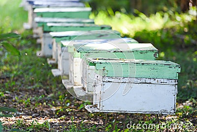 Bee apiary bee hive for harvesting honey, Beekeeper beehive with bees flying to the landing boards. Apiculture Stock Photo