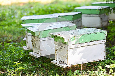 Bee apiary bee hive for harvesting honey, Beekeeper beehive with bees flying to the landing boards. Apiculture Stock Photo