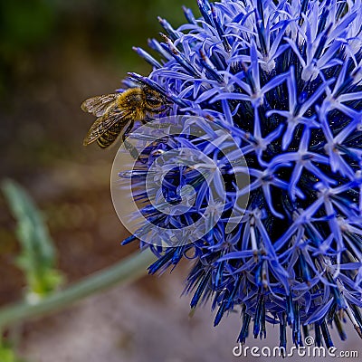 A bee (Apiformes) sitting on the blossom of a blue globe onion (Allium caeruleum Stock Photo