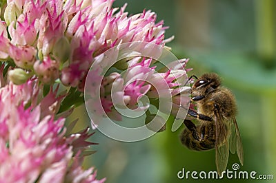 A bee (Apiformes) sitting on the blossom of a pink flower Stock Photo